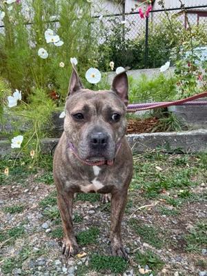 Dana, Staffordshire Bull Terrier Mix, young, available for adoption