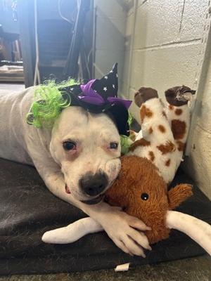 Jack, Pit Bull Terrier Mix, senior, available for adoption