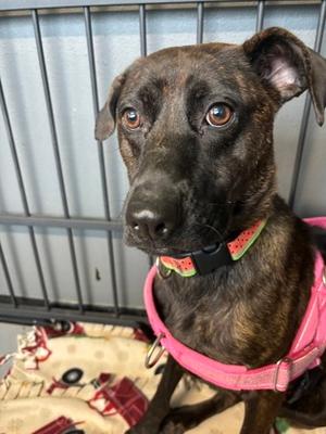 Muffin, Mixed Breed, young, available for adoption