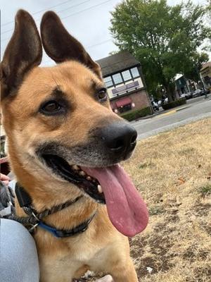 Maximus, German Shepherd Dog Mix, adult, available for adoption