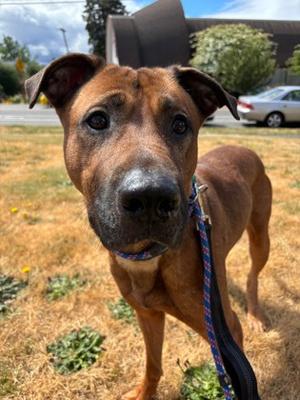 Tank, Mixed Breed, adult, available for adoption