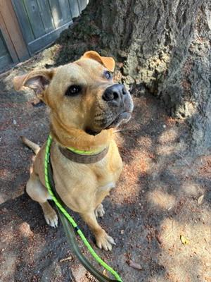 Three, Pit Bull Terrier Mix, adult, available for adoption
