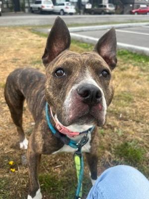 Bonita, Mixed Breed, adult, available for adoption