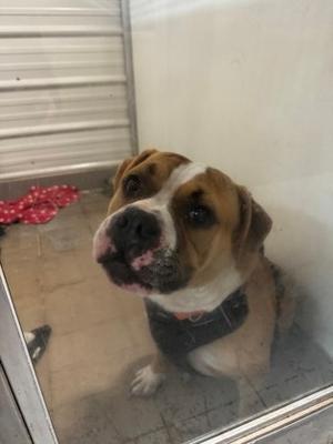 A brown and white dog with a black collar sitting behind a glass door, looking up with its head tilted. The background shows a red patterned blanket on the floor and a white wall.