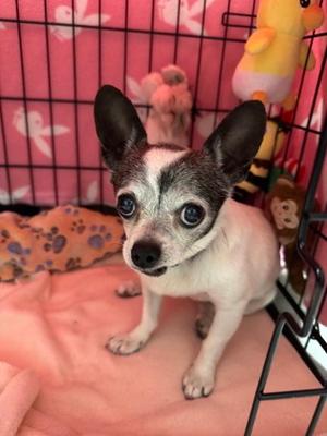 Diamond, Chihuahua - Smooth Coated Mix, senior, available for adoption
