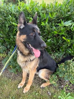 Big Hoss, German Shepherd Dog Mix, adult, available for adoption