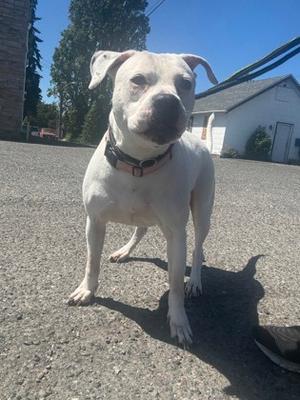 A white dog with a black nose and floppy ears standing on a paved surface, wearing a collar.