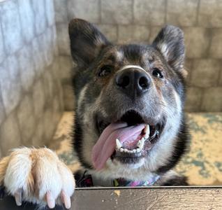 Chapi, German Shepherd Dog Mix, adult, available for adoption