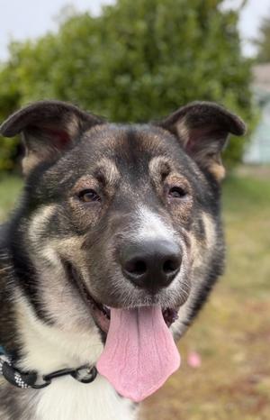 Chapi, German Shepherd Dog Mix, adult, available for adoption