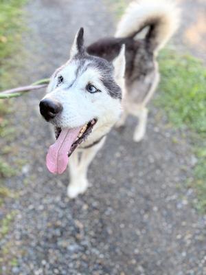 A husky dog with blue eyes and a black and white coat is standing on a gravel path, looking up with its tongue out.