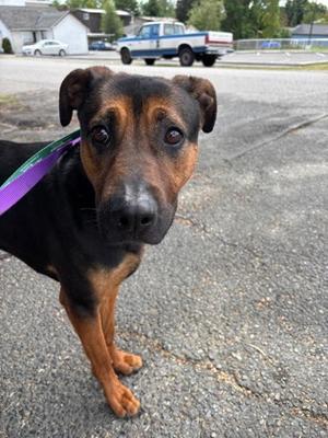 Lucky II, Mixed Breed, adult, available for adoption