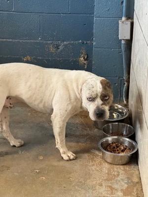 Blue, Pit Bull Terrier Mix, adult, available for adoption