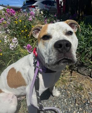 Rex, American Pit Bull Terrier Mix, adult, available for adoption