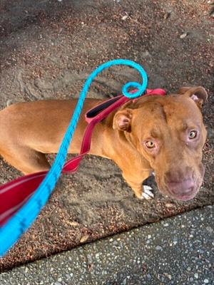 Chucky, Pit Bull Terrier Mix, young, available for adoption