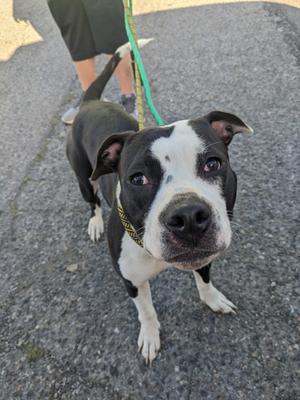 A black and white dog with a yellow collar standing on a paved surface, looking up at the camera.