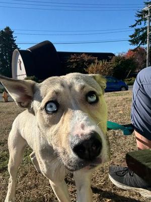 June, Mixed Breed, young, available for adoption