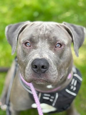 Ralph, Mixed Breed, adult, available for adoption