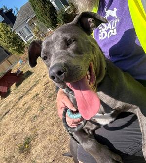 Filomena, American Pit Bull Terrier Mix, adult, available for adoption
