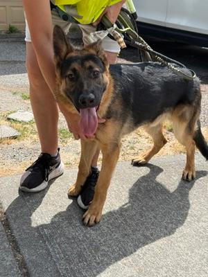 Junior, German Shepherd Dog Mix, young, available for adoption
