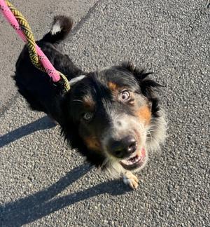 Bruce, Australian Shepherd Mix, adult, available for adoption