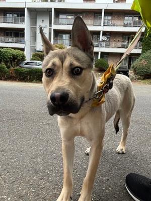 Johnny, Mixed Breed, young, available for adoption