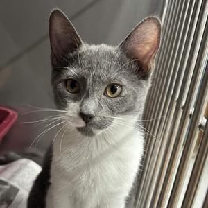 A gray and white cat with large ears and yellow eyes is looking directly at the camera. The cat is inside a cage with metal bars visible in the background.