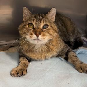Archie, adult, available for adoption