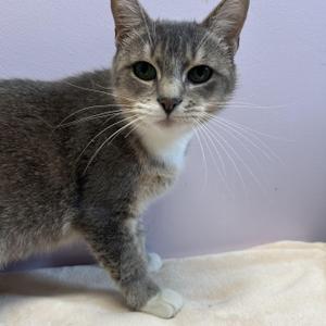 Madelyn, young, available for adoption