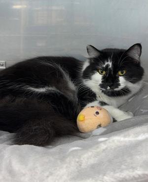 Jackie, adult, available for adoption