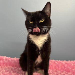 Shania, young, available for adoption