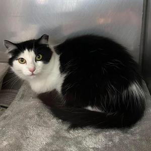 Georgia, adult, available for adoption