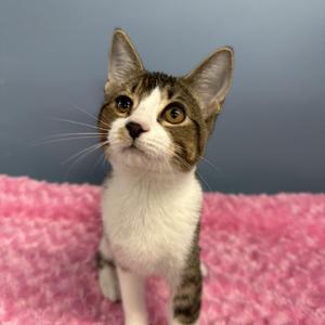 A brown and white cat sitting on a pink blanket