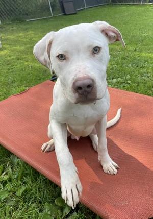 Silas, Mixed Breed / Pit Bull Terrier, young, available for adoption