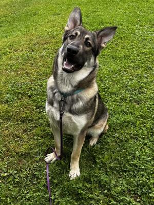 Manny, German Shepherd Dog, young, available for adoption