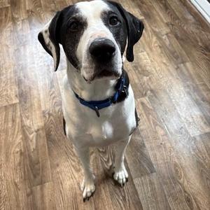 Motley IN PRISON PROGRAM, Great Dane, adult, available for adoption