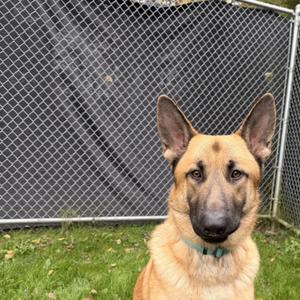 Moose, German Shepherd Dog, young, available for adoption