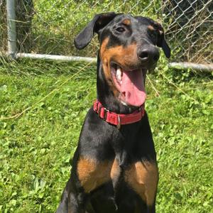 Riot In Prison Program, Doberman Pinscher, puppy, available for adoption