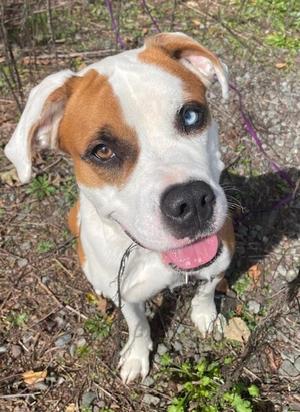 Ellie, Mixed Breed / Saint Bernard, adult, available for adoption