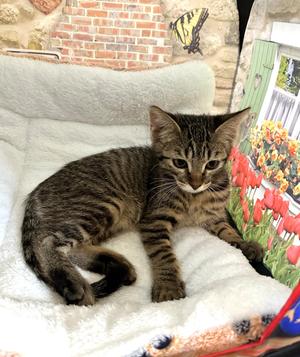 Sage - Curious, Brave and Ready for Adventure, kitten, available for adoption
