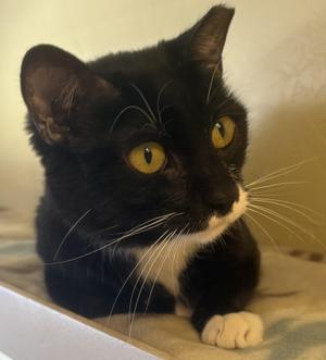 MOON PIE, adult, available for adoption