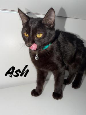 Ash - A Sweet Heart with a Playful Spark - Courtesy Listing, kitten, available for adoption