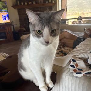 Jinxy - King of the Cozy Cuddles - Courtesy Listing, adult, available for adoption