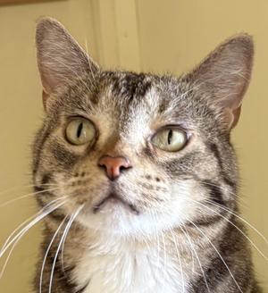 A close-up of a tabby cat with green eyes and white whiskers, looking directly at the camera.