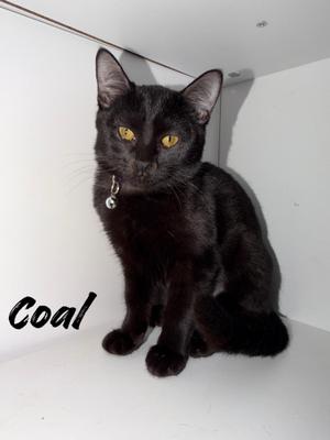 A black cat named Coal sitting on a white surface, with bright yellow eyes and a collar with a tag.