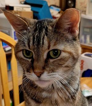 MOLLIE - Courtesy Listing, adult, available for adoption