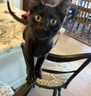 Bynx - Little Shadow, Big Heart, young, available for adoption