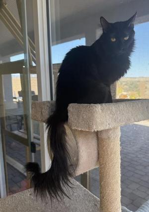 Sable The Cat with the Magnificent Tail, young, available for adoption