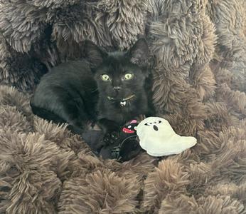 A black cat with green eyes is lying on a fluffy brown blanket, next to a white ghost-shaped toy.