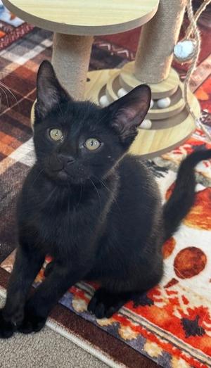 Pepper — The Big-Eyed Little Charmer, kitten, available for adoption