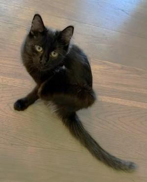 Smokie - A Beautiful Beauty with a One-of-a-Kind Coat, young, available for adoption
